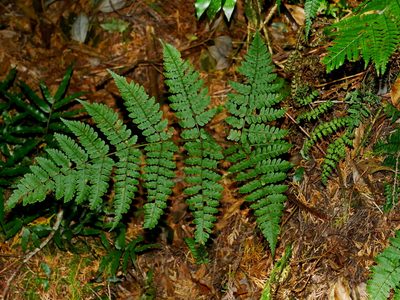 Dryopteris squamiseta, photographed by Jacy Chen