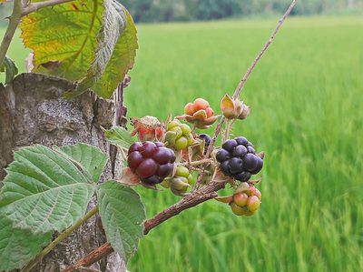 Rubus creticus, photographed by ㅤ‌