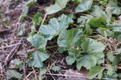 Malva pusilla, photographed by Станислав Чуванов