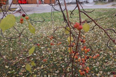 Malus baccata, photographed by Станислав Чуванов