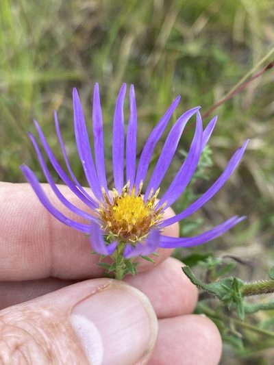 Symphyotrichum grandiflorum, photographed by Alan Weakley