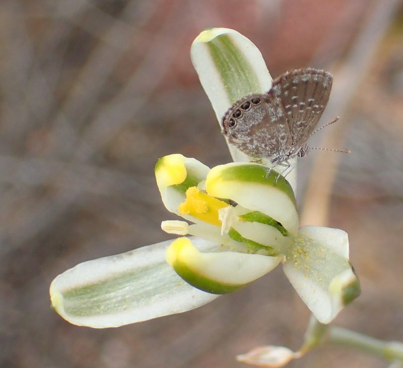 Albuca longipes, photographed by Nicola van Berkel