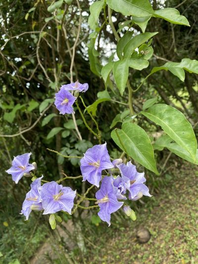 Solanum wendlandii, photographed by Grete Pasch