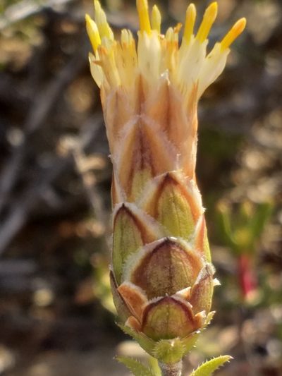 Pteronia hutchinsoniana, photographed by kevin koen