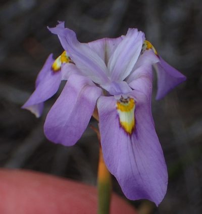 Moraea bipartita, photographed by Nicola van Berkel