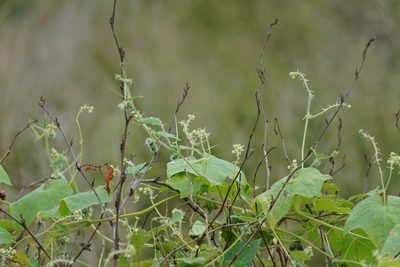Sicyos angulatus, photographed by WATANABE Hitoshi 渡辺仁
