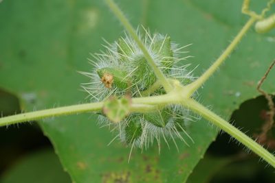 Sicyos angulatus, photographed by WATANABE Hitoshi 渡辺仁