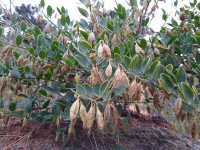 Zygophyllum fabago, photographed by Anna Petrosyan