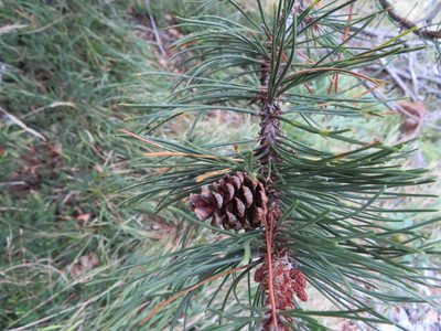 Pinus mugo, photographed by Marco Mussita