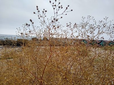 Gypsophila perfoliata, photographed by Anna Petrosyan