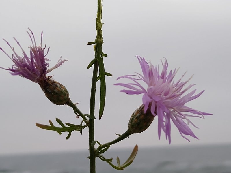 Centaurea odessana, photographed by Anna Petrosyan