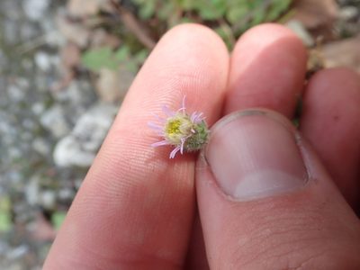 Erigeron acris, photographed by Matteo Marcandella