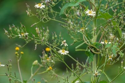 Lactuca indica, photographed by WATANABE Hitoshi 渡辺仁