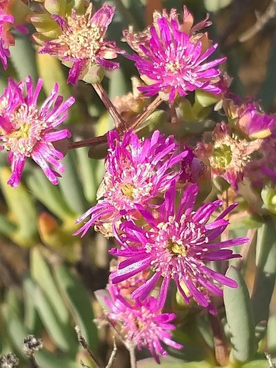 Ruschia pungens, photographed by kevin koen