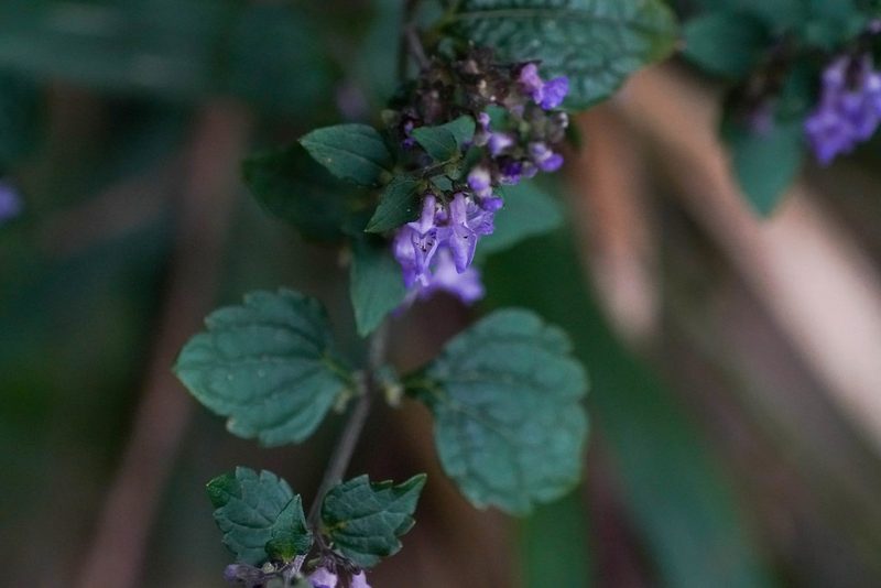Isodon inflexus, photographed by WATANABE Hitoshi 渡辺仁