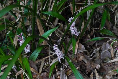 Reineckea carnea, photographed by WATANABE Hitoshi 渡辺仁