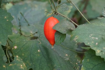 Trichosanthes cucumeroides, photographed by WATANABE Hitoshi 渡辺仁