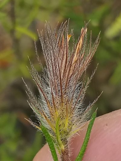 Hirpicium integrifolium, photographed by kevin koen