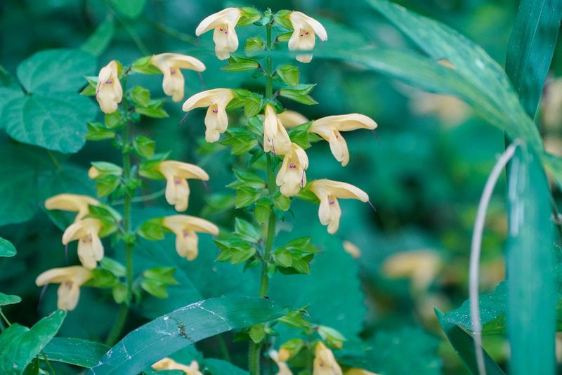 Salvia nipponica, photographed by WATANABE Hitoshi 渡辺仁