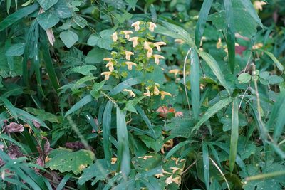 Salvia nipponica, photographed by WATANABE Hitoshi 渡辺仁