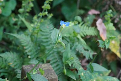 Commelina communis, photographed by WATANABE Hitoshi 渡辺仁