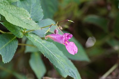 Impatiens textorii, photographed by WATANABE Hitoshi 渡辺仁