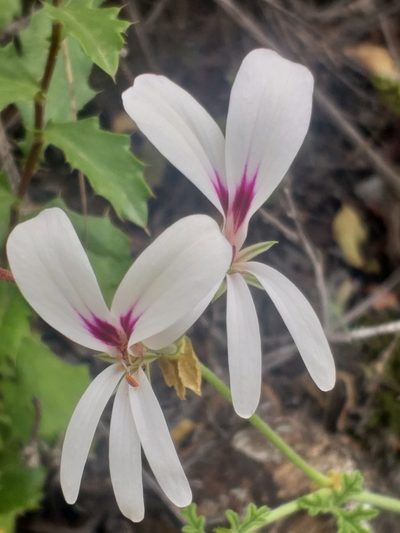 Pelargonium trifidum, photographed by kevin koen