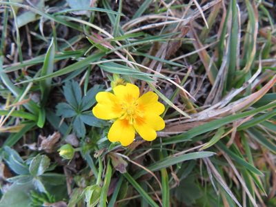 Potentilla aurea, photographed by Marco Mussita