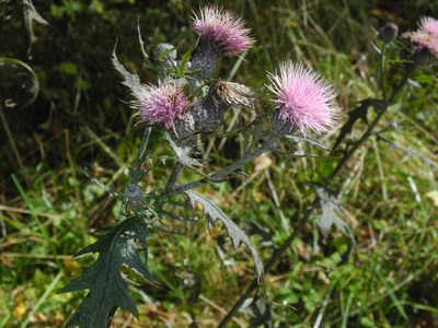 Cirsium muticum