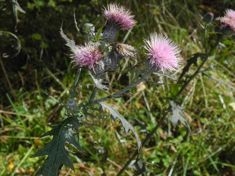 Cirsium muticum, photographed by Michael J. Papay