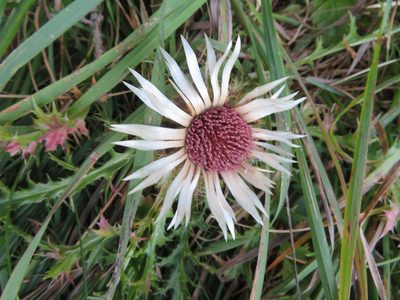 Carlina acaulis, photographed by Marco Mussita