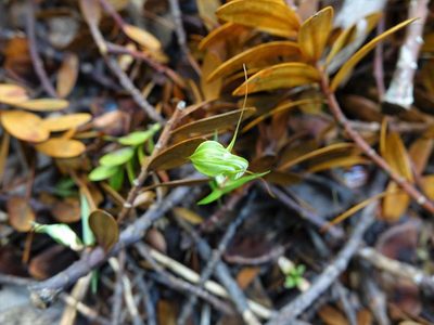 Pterostylis brumalis, photographed by Jacqui Geux