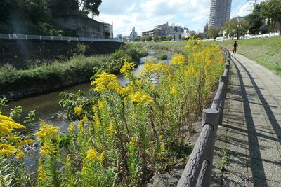 Solidago altissima, photographed by WATANABE Hitoshi 渡辺仁