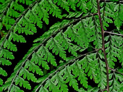 Athyrium tripinnatum, photographed by Jacy Chen