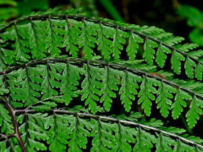 Athyrium tripinnatum, photographed by Jacy Chen