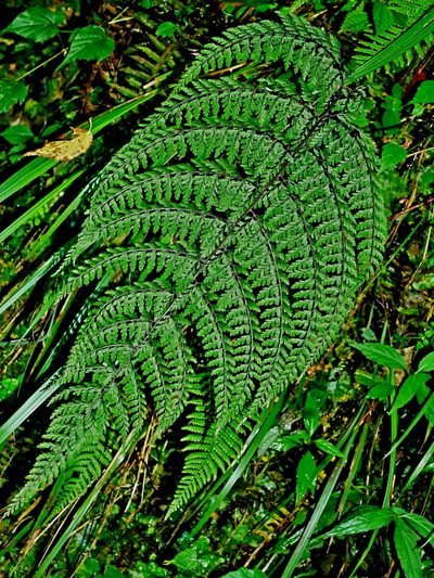 Athyrium tripinnatum, photographed by Jacy Chen