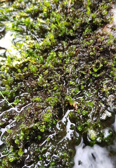 Nardia compressa, photographed by Helen Waterman