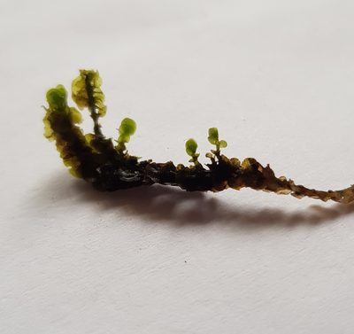 Nardia compressa, photographed by Helen Waterman