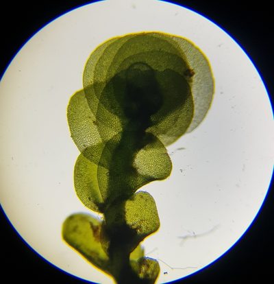 Nardia compressa, photographed by Helen Waterman