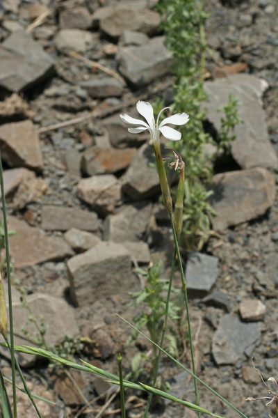 Dianthus cretaceus, photographed by Oleg Kosterin