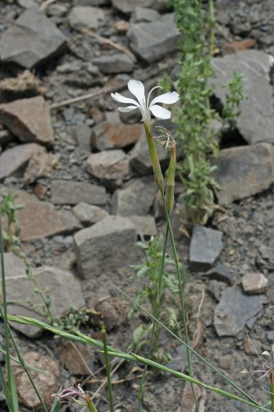 Dianthus cretaceus, photographed by Oleg Kosterin