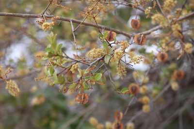 Combretum hereroense, photographed by Noeleen du Toit