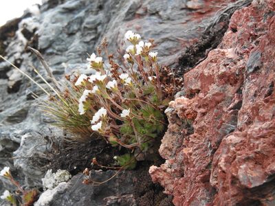 Saxifraga magellanica, photographed by María Regina Silva