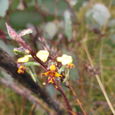 Diuris pardina, photographed by Shelomi Doyle