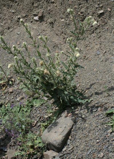 Cirsium echinus, photographed by Oleg Kosterin
