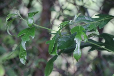 Artocarpus hypargyreus, photographed by Agnes Trekker