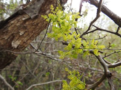 Misodendrum quadriflorum, photographed by María Regina Silva