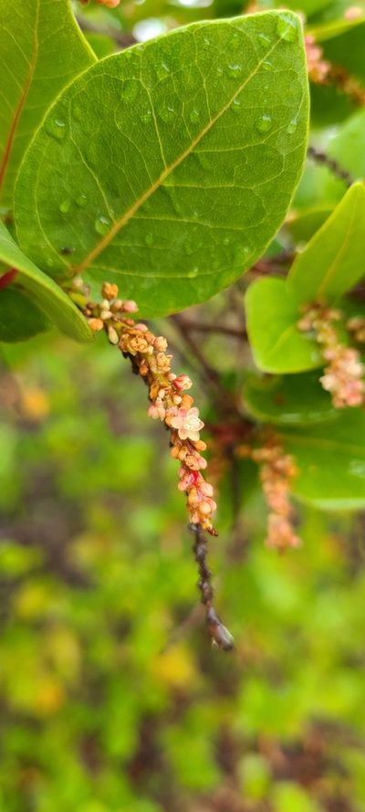 Coccoloba krugii, photographed by ritirene