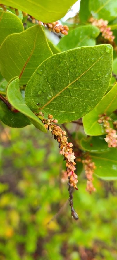 Coccoloba krugii, photographed by ritirene