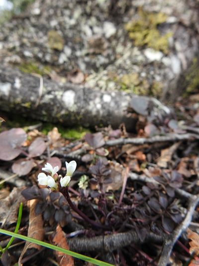Cardamine glacialis, photographed by María Regina Silva